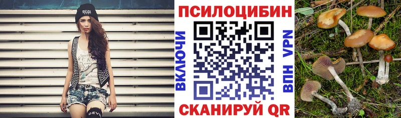 как найти   Правдинск  Галлюциногенные грибы Psilocybe 